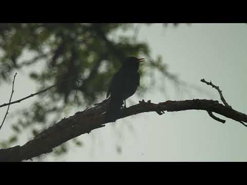 Blackbird song - Turdus merula - შავი შაშვი